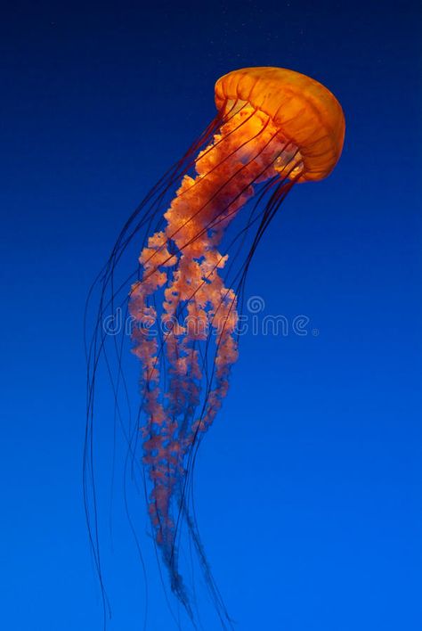 Pacific Sea Nettle orange jellyfish. Free-swimming translucent orange Pacific Se #Sponsored , #AFFILIATE, #Paid, #Nettle, #Pacific, #translucent, #orange Pacific Sea Nettle, Sea Nettle Jellyfish, Nettle Jellyfish, Orange Jellyfish, Jellyfish Pictures, Jellyfish Costume, Cnidaria, Jellyfish Tattoo, Georgia Aquarium