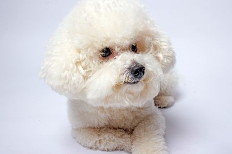 15 Adorable Bichon Frise Haircuts (With Pictures) – Dogster Bichon Frise Haircut Styles, Lamb Cuts, Puppy Cut, Dog Haircuts, Bichon Frise Dogs, Face Cut, Dog Cuts, Dog Nutrition, Dog Health Care