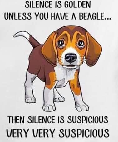 Baby Beagle, Beagle Funny, Pocket Beagle, Beagle Art, Labrador Mom, Bulldog Breeds, Cute Beagles, Beagle Mix, Calm Dogs