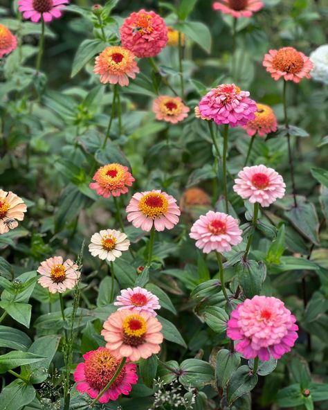 Bright, bold, colorful flowers… #zinniaelegans #zinnias #floretzinnias #zinniasoklahoma Zinnia Elegans, Zinnia Flowers, Seed Shop, Flowers Aesthetic, Flower Farm, Flower Seeds, Anemone, Colorful Flowers, Seeds