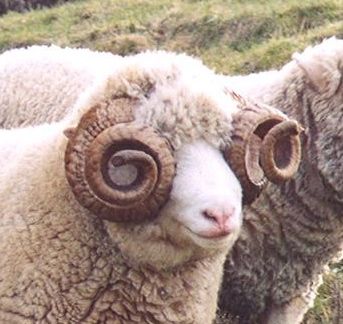 Horned Dorset Dorset Sheep, Uk Wildlife, Animal Reference, Reference Pics, Horn, Sheep, Google Search, Animals