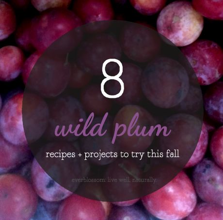 it's the plums that are wild, not the projects and recipes. Wild Plum Tree, Caffeine Eye Serum, Serum Recipe, Fat Free Vegan, Couples Recipes, Plum Trees, Wild Plum, Tea Tree Oil For Acne, Plum Recipes