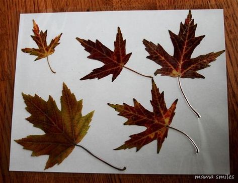 Mike’s grandma gathered some stunning fall leaves while we were in Montreal! We pressed them in a book, and then ran them through our laminator. If you don’t have a laminator, we’ve also had excellent success covering leaves in contact paper. I put a few leaves in each laminating pouch, and ran them through the… Kindergarten Seasons, Fall Preschool Unit, Rainy Day Crafts For Kids, Laminator Projects, Music For Preschoolers, Leaf Activities, Autumn Apples, Leaves Craft, Book Club For Kids