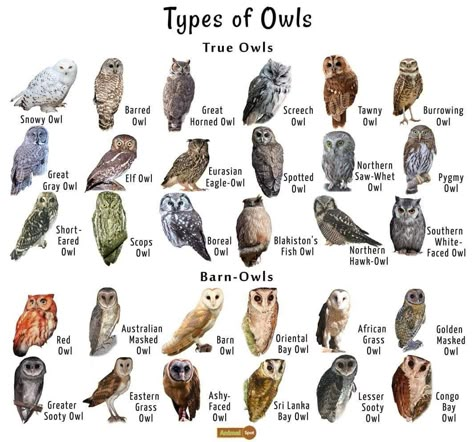 Owl Types, Types Of Owls, Owl Facts, Owl Species, Bird Identification, Animal Tracks, Owl Pictures, Birds And Butterflies, Owl Bird