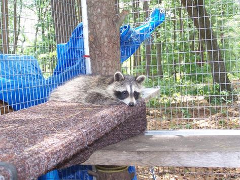 Need photo of Raccoon Enclosure Raccoon Enclosure, Domesticated Raccoon, Squirrel Video, Big Pen, Pet Raccoon, A Squirrel, Just Run, Come And See, Great Pictures