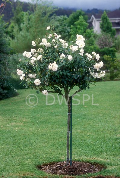 A ROYALTY FREE IMAGE OF: STANDARD ICEBERG ROSE IN GARDEN BED, NSW, AUSTRALIA White Rose Tree, White Rose Bushes Landscape, White Rose Bush, Iceberg Roses In Pots, Iceberg Rose Tree, Iceberg Roses, Standard Roses Front Garden, White Iceberg Roses Front Yard, Bush With White Flowers