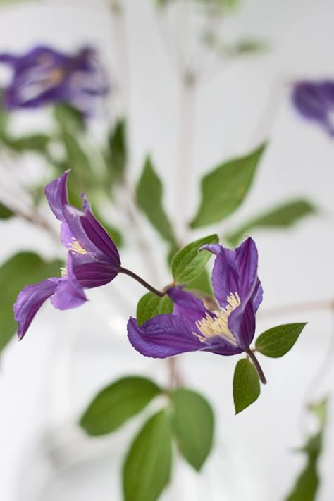 ♥ Purple Clematis Flower, Clematis Purple, Clematis Care, Clematis Trellis, Flower Variety, Blue Clematis, Sweet Autumn Clematis, Autumn Clematis, Purple Clematis