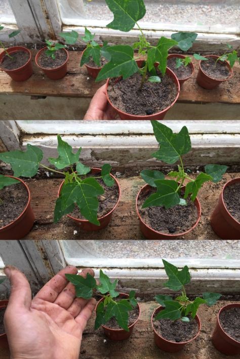 Papaya Tree In Pot, Growing Papaya, Grow Papaya, Papaya Growing, Gardener Tattoo, Papaya Plant, Garden Tattoo Sleeve, Papaya Juice, Gardening Tattoo