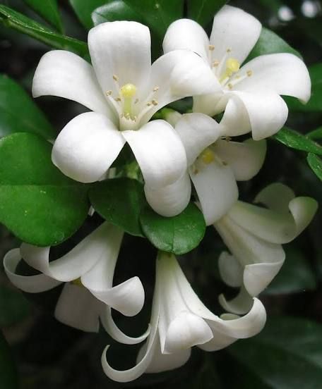 Murraya Hedge, Murraya Paniculata, Orange Jasmine, Banana Seeds, Scented Flowers, Birds And Butterflies, Mock Orange, Rare Seeds, Hummingbird Garden