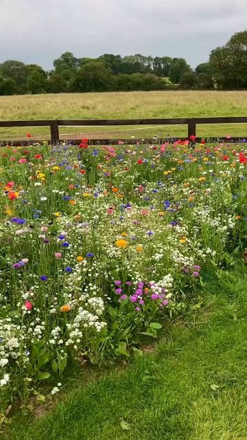 Wild Flower Gardens, Wild Flower Meadow, Matka Natura, Meadow Garden, Garden Wallpaper, Cut Flower Garden, Wildflower Garden, Wildflower Bouquet, Pollinator Garden