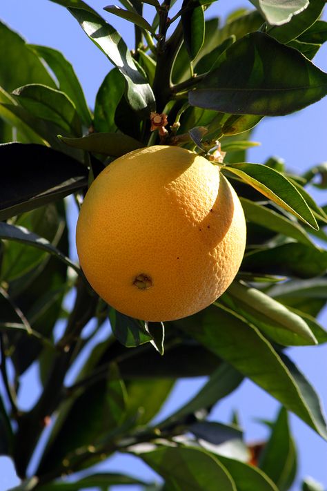 Orange navel on tree Grapefruit Tree, Navel Oranges, Garden Harvest, Orange Tree, Fruit Trees, Grapefruit, In The Garden, The Garden, Home And Garden