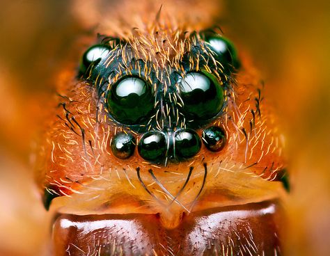 Eyes of Ground wolf-spider (Trochosa terricola) by Lukjonis Spider Unit, Animal Close Up, Spider Face, Big Spiders, Wolf Spider, Alien Face, Full Size Photo, Body Shots, Monster Concept Art