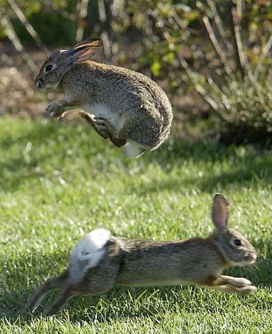 Rabbits playing leapfrog! Mandy's Place Rabbit Facts, Rabbit Stuff, Wild Rabbit, Worlds Finest, Jack Rabbit, Sweet Animals, Animal Photo, Nature Animals, Funny Animal