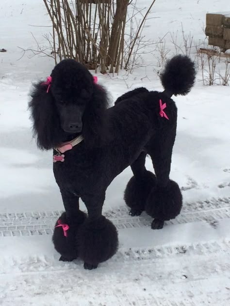 Mini Poodle Haircut, Medium Poodle, Valentine Hairstyles, Baby Black Cat, Princess Peaches, Dog Dye, Poodle Rescue, Black Standard Poodle, Poodle Hair