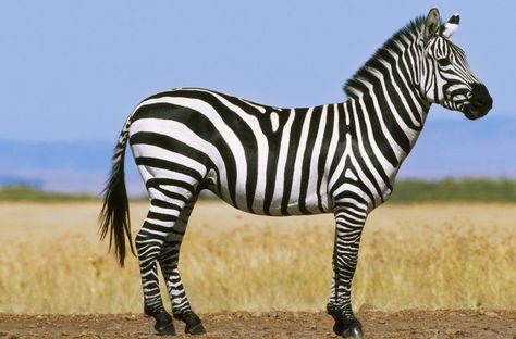 These Eight Traits Separate Mammals From Other Vertebrates: Hair and Fur African Animals Photography, Zebra Pictures, Plains Zebra, Zebra Art, Zebras Animal, Animal Groups, Facts For Kids, Types Of Animals, Rare Animals