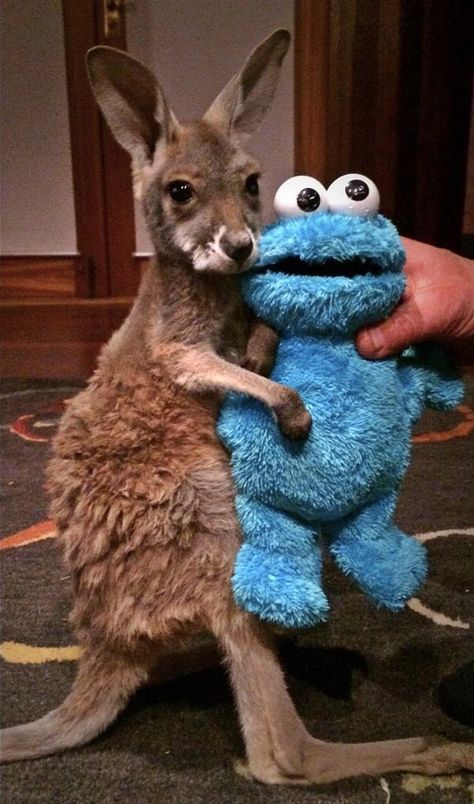 Kangaroo Baby, Bedtime Ritual, Australian Animals, Cute Animal Photos, Cute Creatures, Cookie Monster, Animal Tattoos, Sweet Animals, Zoo Animals