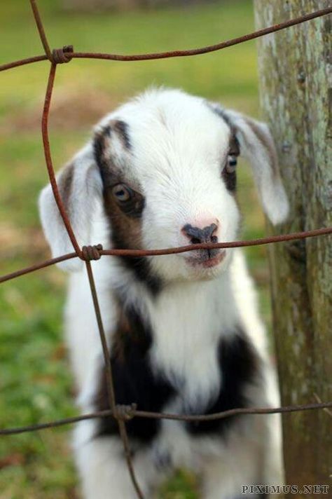 Pigmy Goat, Baby Goats Pygmy, Popular Girls, Pygmy Goat, Girls Names, Baby Goat, Cute Goats, Baby Goats, Animal Pics