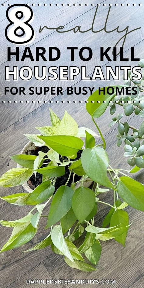 Best Low Maintenance House Plants, Hardy House Plants, Plants That Are Hard To Kill, Easy To Grow House Plants, Low Humidity House Plants, Low Light Hanging Indoor Plants, Hard To Kill House Plants, Easiest House Plants To Keep Alive, Pothos Plant Decor Ideas