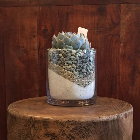 Succulents In Glass, Succulent Landscape Design, Succulent Landscaping, Types Of Succulents, Succulent Gardening, Succulents Indoor, Succulent Terrarium, Cylinder Vase, Hardy Plants