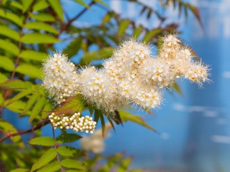 How To Grow Sobaria Shrubs - Information On Sobaria False Spirea False Spirea, Raspberry Bushes, Black Raspberries, Raspberry Bush, Black Raspberry, Green Foliage, Deep Green, How To Grow, Garden Plants