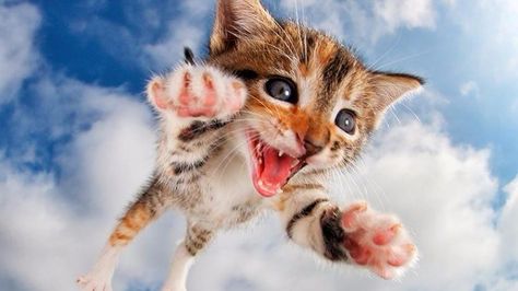 Enjoy These Playful Photos Of Kittens Jumping At The Camera In Full Attack Mode Underwater Dogs, Flying Cat, Dog Swimming, Kitten Rescue, Funny Cat Pictures, Cat Care, Cat Rescue, Cat Adoption, Cute Kittens