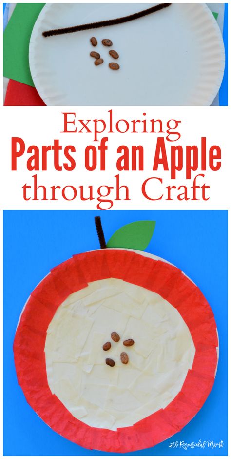 Crafting and science met in a hands on learning opportunity as you explore the parts of an apple. fall | apples | preschool | science | STEM Parts Of An Apple, Preschool Apple Activities, Preschool Apple Theme, September Preschool, Apple Lessons, Craft Preschool, Apple Preschool, Science Stem, Apple Unit