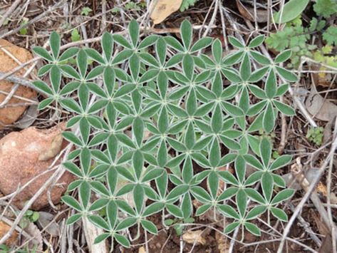 Flower Of Life Pattern, Geometry In Nature, Plants Pattern, Pisces And Aquarius, Triangle Tattoos, Glass Houses, The Flower Of Life, Sacred Architecture, Space Tattoo