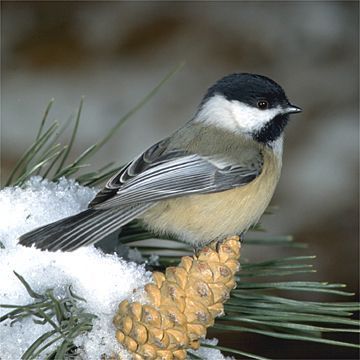 On The Wings Of Love, Black Capped Chickadee, Bee Bee, State Birds, Chickadees, Bird Photos, Winter Bird, Birds And Butterflies, Nature Birds