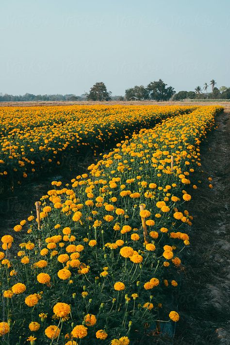 Marigold Field, Support Black Business, Marigold Flower, My Flower, Royalty Free Stock Photos, High Resolution, Stock Photos, Flowers, Quick Saves