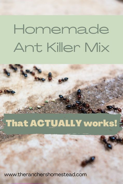 Remove Ants From House, How To Prevent Ants In The House, Any Killer Natural, Ant Mound Killer, How To Get Ride Of Ants In Your House, Ants In Kitchen Get Rid Of, Ant Control In House, Getting Rid Of Ants In Kitchen, Get Rid Of Ants Outside