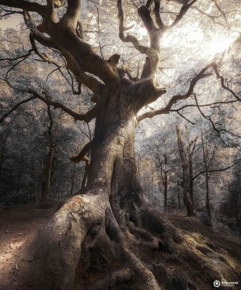 Photo by Rob Visser Photography Weird Trees, Horror Tattoo, Old Tree, Old Trees, Tree Photography, Unique Trees, Silver Tree, Tree Hugger, Tree Forest