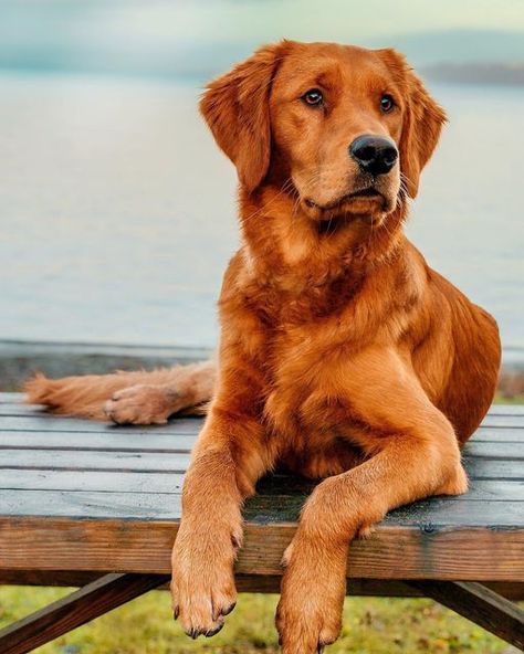 Dog Goals, Pretty Puppies, Golden Puppy, Dog Heaven, Golden Life, Dog Pics, Mask Tutorial, Dream Dog, Lake Boat