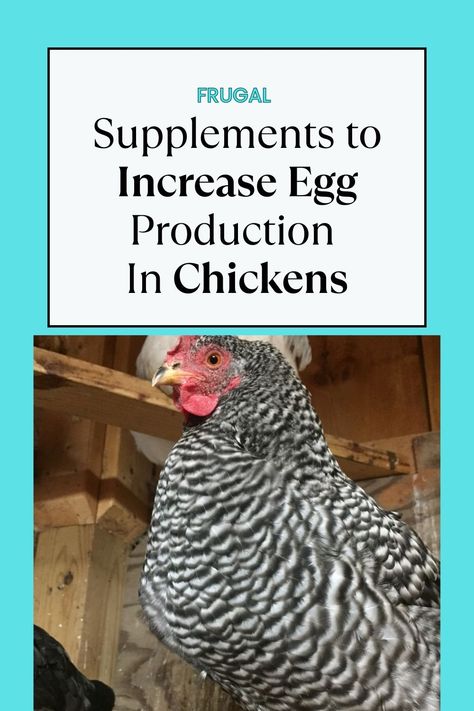 Best Chicken Feed, Egg Shell Uses, Chicken Feed Diy, Homemade Chicken Feed, What To Feed Chickens, Organic Chicken Feed, Food For Chickens, Chickens In The Winter, Chicken Flock