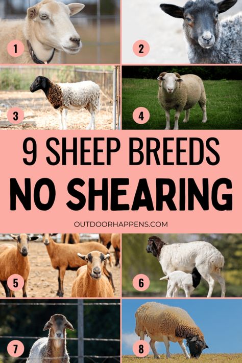 Breeds Of Sheep, Romanov Sheep, Katahdin Sheep, Raising Sheep, Pet Sheep, Flock Of Sheep, Homestead Ideas, Sheep Breeds, Baby Lamb