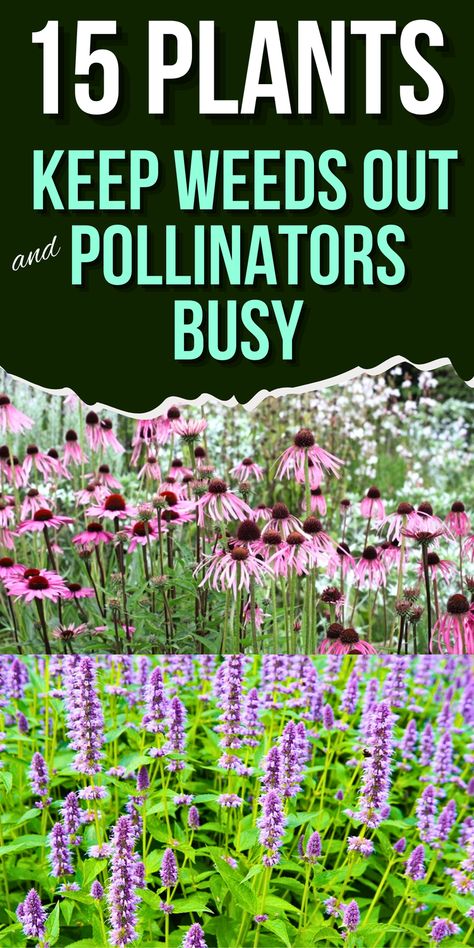 Need a simple way to keep weeds down while supporting pollinators? Check out these 15 plants! Naturally weed-resistant, these plants are also perfect for attracting bees, butterflies, and other essential pollinators. Ideal for creating a low-maintenance garden, each selection keeps your landscape vibrant and self-sustaining. Click to explore these eco-friendly choices and save this pin for tips on transforming your garden into a lush, pollinator-friendly zone. Part Sun Pollinator Garden, Perennial Pollinator Garden, Butterfly Plants Perennials, Pollinator Garden Layout, Pollinator Garden Design, Long Blooming Perennials, Pollinator Plants, Asclepias Tuberosa, Full Sun Plants