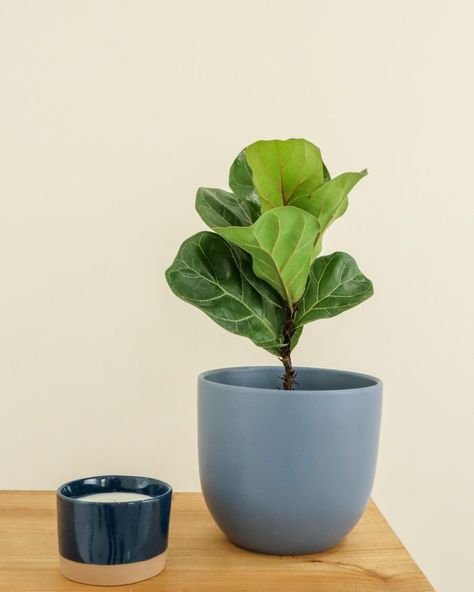 Ficus lyrata ‘Bambino’ Care Guide | PlantVine Fiddle Leaf Fig Care, Mealy Bugs, Ficus Lyrata, Spider Mites, Fiddle Leaf, Fiddle Leaf Fig, Green Thumb, Plant Care, Indoor Plants