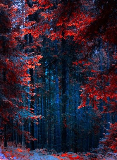 Path - Autumn Impression by MevludinSejmenovic - VIEWBUG.com Red Trees, Forest Nature, Fantasy City, Forest Photography, Autumn Scenery, Beautiful Landscape Wallpaper, Beautiful Nature Wallpaper, Samhain, Landscape Wallpaper