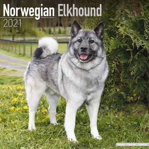 Elkhound Puppies, Police Canine, Norwegian Elkhound, Dog Calendar, Mogok, Books Pdf, 2025 Calendar, A Wolf, Dog Wear