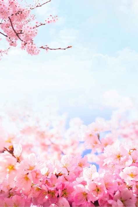 Peach blossom, peach blossom festival, spring, spring, beautiful, fresh, spring new, pink, flower Spring Background Images, Blossom Background, Pink Glitter Wallpaper, Flower Background Images, Tree Background, Peach Tree, Beautiful Flowers Photography, Spring Background