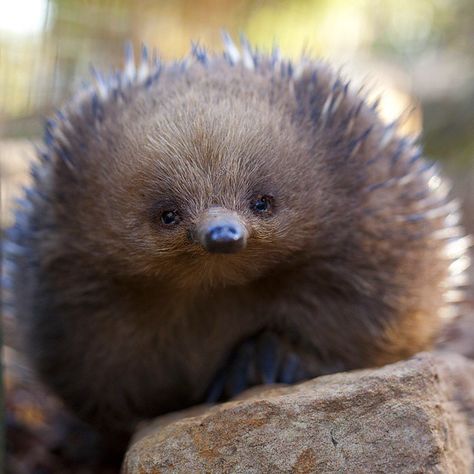 “We'd like to introduce Randall, a short-beaked echidna at Bonorong Wildlife Sanctuary near Hobart, who recently posed for @bernadette.camus. Together with…” Echidna Puggle, Aussie Animals, Wild Creatures, Australian Native, Super Cute Animals, Wildlife Sanctuary, Endangered Animals, Australian Animals, Noahs Ark