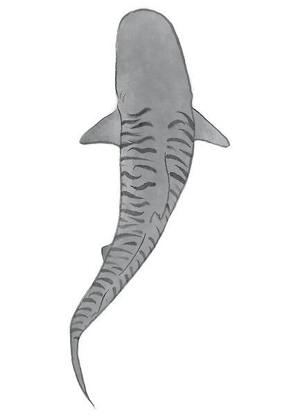 Watercolor sketch of an above view of a tiger shark. Tiger Shark Watercolor, Tiger Shark From Above, Shark Drawing From Above, Tiger Shark Painting, Tiger Shark Art, Zebra Shark Drawing, Tiger Shark Photography, Drawings Of Sharks, Sharks Sketch