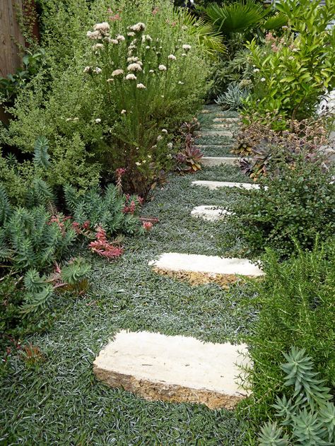 silver carpet (dymondia margaretae) - Yahoo Image Search Results Silver Carpet, Lawn Alternatives, California Native Plants, California Garden, Ground Cover Plants, Mediterranean Garden, Native Garden, Plant Nursery, Perennial Plants