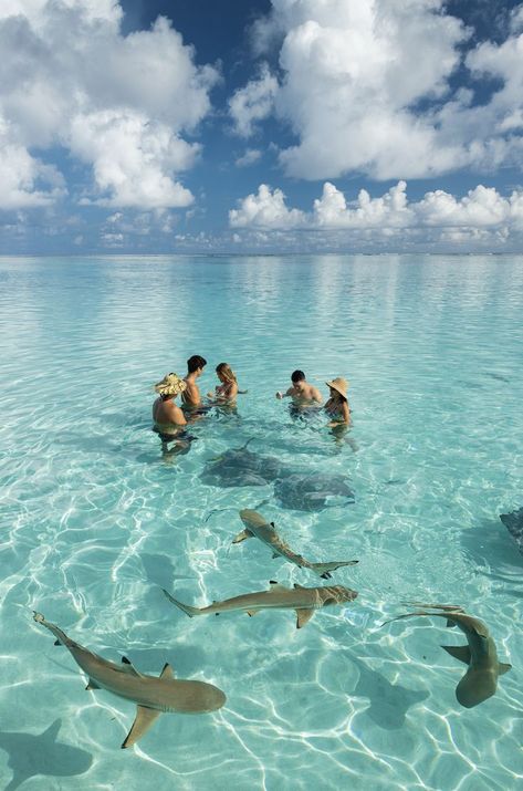 French Polynesia has the distinction of being the largest designated shark sanctuary in the world. Swimming with sharks and stingrays is a very popular activity enjoyed by locals and visitors alike. 📸: © Grégoire Le Bacon Swimming With Sharks, The Marvels, Bahamas Vacation, Bahamas Island, Ocean Girl, Dream Holiday, French Polynesia, Island Vacation, Ocean Creatures