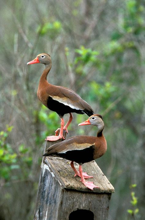 Black-bellied Whistling-Duck (Dendrocygna autumnalis) Duck Aviary, Whistling Duck, Duck Stamp, Aquatic Birds, Wildlife Paintings, Shorebirds, Colorful Animals, Sea Birds, Natural Phenomena