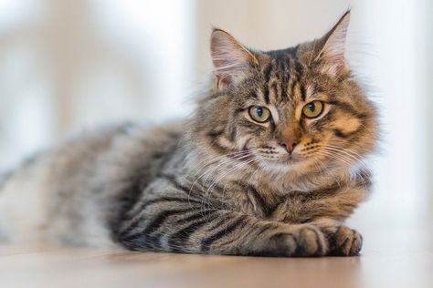 How to Fatten Up a Cat: 8 Healthy Ways (Vet Answer) | Hepper Obese Cat, Cat Pose, Cat Training, Cat Behavior, Cat Names, Cat Care, Cat Owners, Tabby Cat