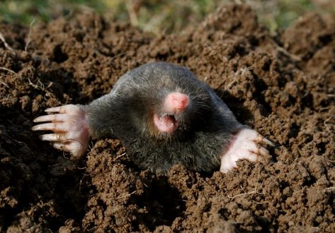 Mole Animal, Monty Mole, Mole Holes, Chocolate Scent, Rodent Control, Flea Prevention, Termite Control, Insect Control, Garden Pests