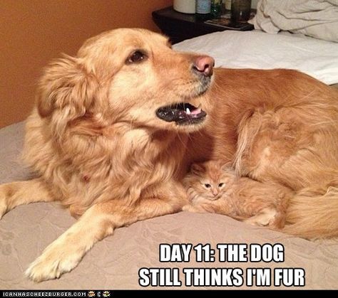 I love this one...(excuse if reposting...I haven't oriented myself to the billion pins we have on here LOL) Cat And Dog Memes, Söt Katt, A Golden Retriever, Memes Humor, Funny Cat Memes, Funny Animal Memes, Animal Jokes, Animal Quotes, Cat Adoption