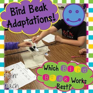 Check out my blog post about bird beak adaptations! Bird Beaks Activity, Animal Adaptations Activities, Adaptations Science, Adaptations Activities, Classroom Economy System, Sensorial Activities, Oviparous Animals, Classroom Management System, Teaching Middle School Science