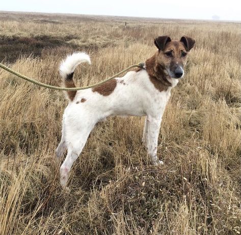 Smooth Fox Terriers, All Breeds Of Dogs, Fox Terriers, Purebred Dogs, Pretty Dogs, Different Dogs, Mixed Breed Dogs, Sporting Dogs, Fox Terrier