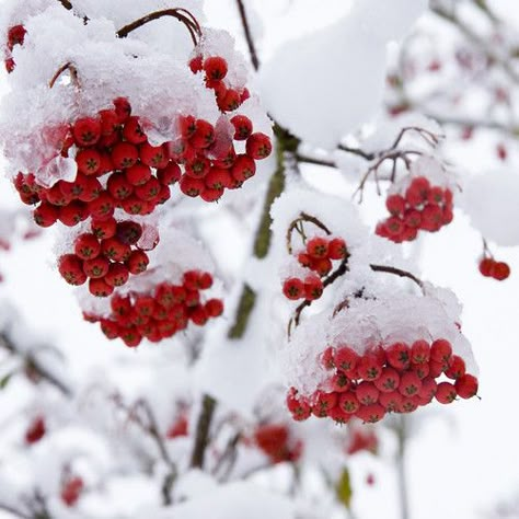 red | galuppi | Flickr Red On White Aesthetic, Red And White Astethic, Red Snow Aesthetic, Red Winter Aesthetic, Light Red Aesthetic, Christmas Aesthetic Red, Red Christmas Aesthetic, White And Red Aesthetic, Red White Aesthetic